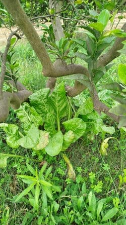 image of Uns beneficis, doncs, incalculables.